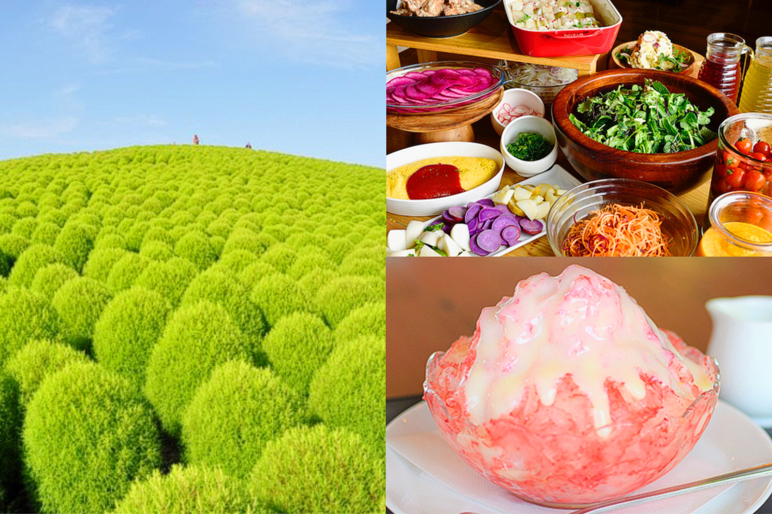 夏の風物詩！ぜ～んぶいちごの贅沢かき氷「いちご氷」に桃２個お土産付き！地元で人気のビュッフェランチ＆夏の花咲くライムグリーンコキア「国営ひたち海浜公園」へ♪