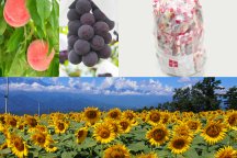 ≪見頃到来！≫やまなしの夏！圧巻の景色！咲き誇る「明野ひまわり畑」♪旬のフルーツ狩りも！ハイジの村スイス＆甲州郷土料理ビュッフェに《大人気》桔梗信玄餅の詰め放題♪