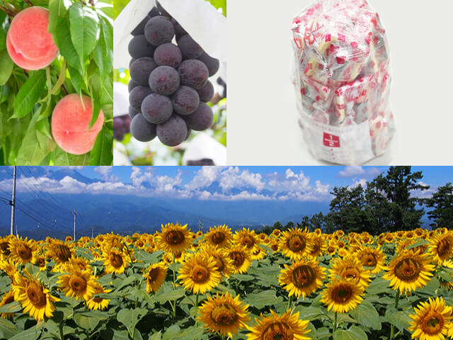 やまなしの夏！圧巻の景色！咲き誇る「明野ひまわり畑」♪旬のフルーツ狩りも！ハイジの村スイス＆甲州郷土料理ビュッフェに《大人気》桔梗信玄餅の詰め放題♪