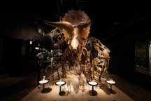 【博多発着】日帰りバス旅　夏休みの課題にも♪化石発掘体験と恐竜博物館＆ぶどう食べ放題ツアー