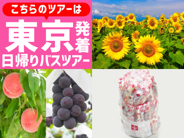 ＜東京駅発＞やまなしの夏！圧巻の景色！咲き誇る「明野ひまわり畑」♪旬のフルーツ狩りも！ハイジの村スイス＆甲州郷土料理ビュッフェに《大人気》桔梗信玄餅の詰め放題♪