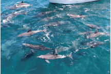 【博多発着】日帰りバス旅 可愛いイルカたちに癒される!イルカウォッチングとおしゃれスポットリゾラテラス天草