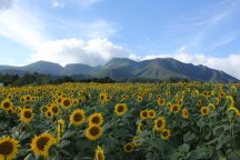 【博多発着】日頃の疲れを癒そう!夏のお花畑とワインを嗜み、大自然を感じるLOVE♡YOURSELFツアー