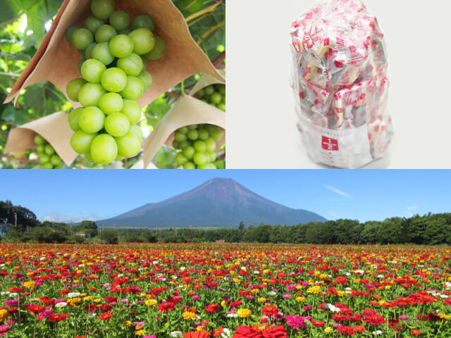 富士山麓で初秋の花咲く花畑散策♪シャインマスカット狩り食べ放題＆人気の桔梗信玄餅詰め放題！山中湖花の都公園にて季節の花をご鑑賞♪ご当地グルメほうとうのご昼食も！