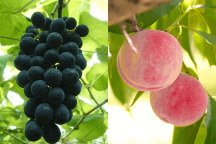 みんな大好きＷ狩り！「ぶどう狩り食べ放題！桃狩り！」＆大人気の道の駅グルメ！赤城牛ローストビーフ丼ランチ＆涼を感じる♪「吹割の滝」