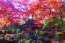 滋賀の紅葉めぐり 滋賀の隠れた紅葉名所の『教林坊』と近江牛vs飛騨牛の鉄板焼き食べ比べランチ!