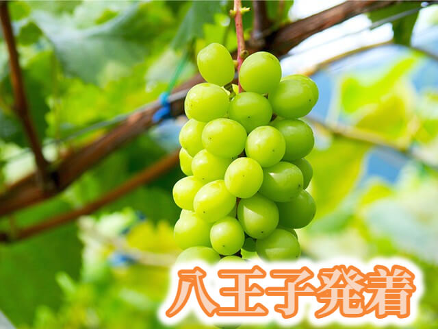 ＜八王子発＞えっ！ほんとに！？　今年も登場！あの高級品種“シャインマスカット狩り園内食べ放題と雲上の富士山五合目散策＜専門店で食すご当地グルメ『ほうとう』の昼食付＞