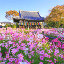 コスモス寺