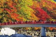 軽昼食付き　香嵐渓と小原の四季桜　27021A