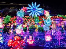 シーズン開幕♪６００万球超の光に包まれる！体験型イルミネーション『伊豆高原グランイルミ』＆みかん狩り食べ放題！鈴廣名物！金目鯛の炙り飯膳のご昼食