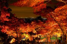 茨城十色★ダブル新登場！錦秋絶佳の庭園「最勝寺」×紅葉ライトアップ「筑波山ケーブルカー」に秋の味覚柿狩り食べ放題！茨城グルメ≪常陸牛焼肉弁当≫付き♪