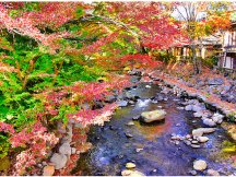 この時期見たい絶景！紅葉とイルミネーション！修善寺温泉街散策＆550万球のキラメキ！御殿場時之栖イルミネーション『ひかりのすみか』秋の定番グルメ！浜焼き食べ放題とみかんお土産