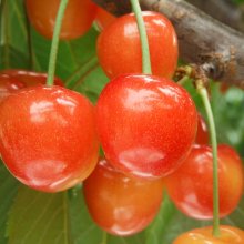 さくらんぼ狩り