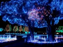 【千葉】<土日祝日限定出発>2大テーマパーク!マザー牧場イルミネーション&鴨川シーワールド&はちみつ工房