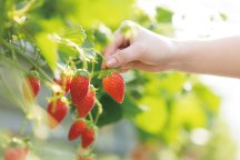 昼食付　蒲郡いちご狩りと２０２６年めでたい旅　23206A