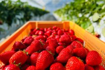 NEW！オリオンツアー自由昼食だからお値打ちプランすがすがしい気を感じる伊勢神宮初詣とＳＮＳ映えスイーツやお買い物も楽しめるヴィソンと今が旬のもぎたていちご狩り４５分食べ放題へ行く日帰りバスツアー　