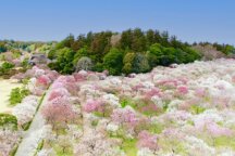 茨城うめぇ~旅!?日本三名園 偕楽園「水戸の梅まつり」×筑波山梅林「筑波山梅まつり」&新登場!「梅香膳」の昼食&空中散歩!筑波山ロープウェイ★