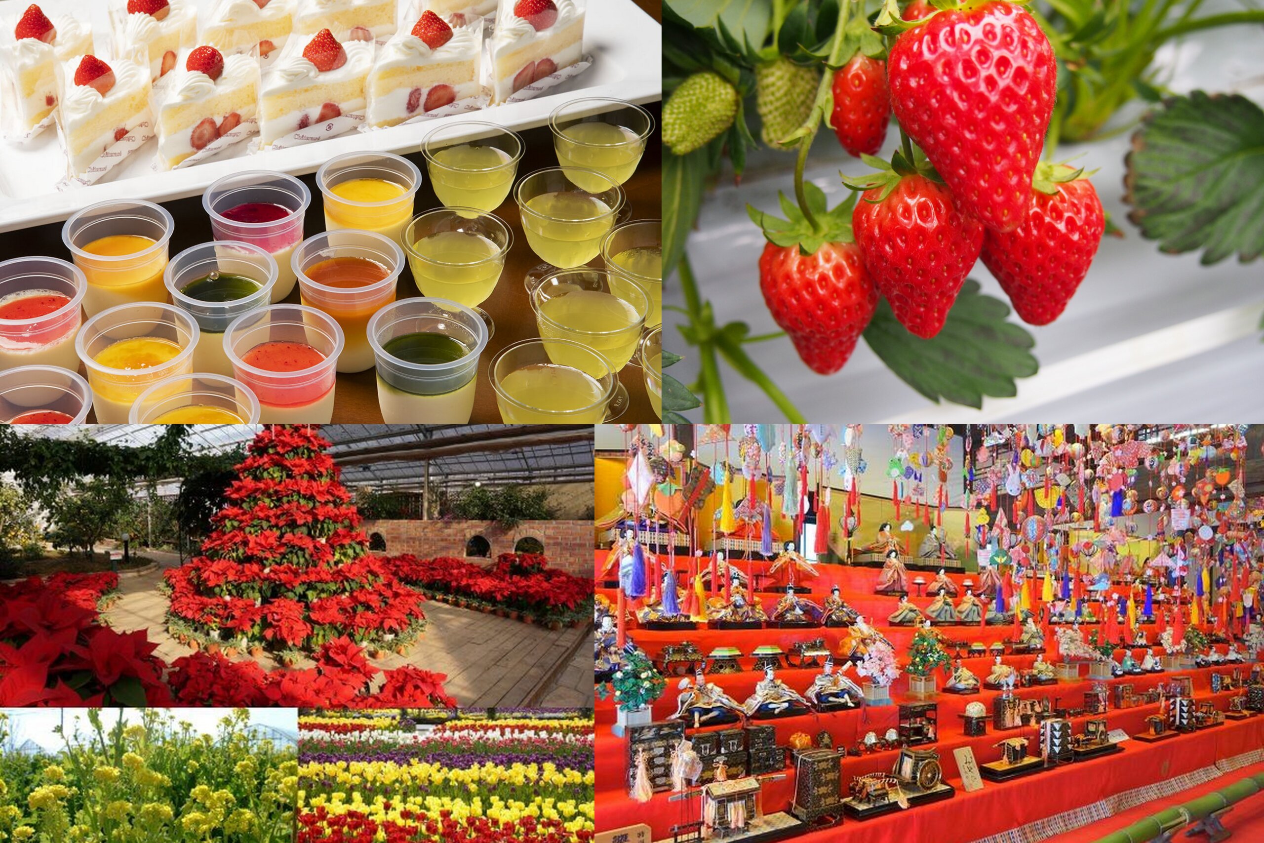 <新コース>【山梨】ときめき満開☆ 早春スイーツ旅♪ 初登場いちごショートケーキ+デザート&いちご狩り W食べ放題 × 圧巻のひな飾り × 春色ガーデンさんぽ