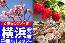 <横浜発>春を先取り!お花見日和♪桜色に輝く「かんなみの桜まつり」&いちご狩り食べ放題!御殿場高原ランチブッフェ&クラフトビール飲み放題♪