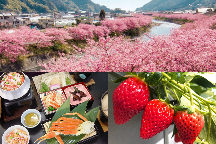 <平日出発限定>花咲く早春の河津桜まつり!旬のいちご狩り食べ放題&昼食は「カニ尽くし膳」心ときめく贅沢な春旅へ♪
