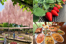 いちご満開★ラストいちご狩り食べ放題＆世界一美しいふじのはな物語「あしかがフラワーパーク」＆果実畑の隠れ家でイタリアンビュッフェ＆世界初のあんこバー「AOYA CAMPAGNE」