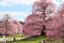 鈴鹿の森庭園「しだれ梅まつり」とかば焼き定食 23210E