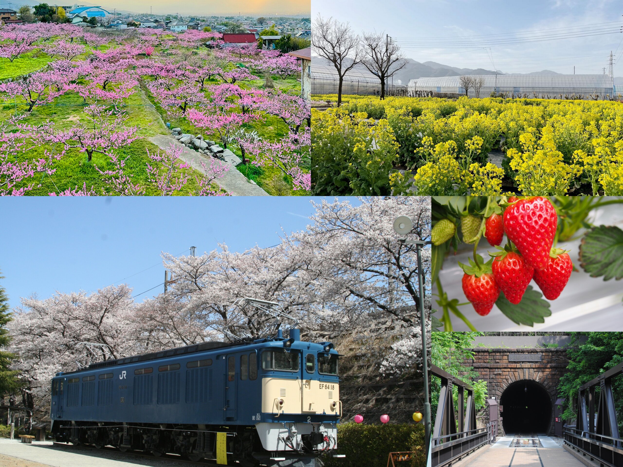 やまなし春の花日和<桜×菜の花×桃の花>♪旬のいちご狩り&明治の鉄道遺産「大日影トンネル遊歩道」散策
