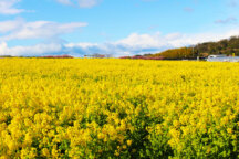 春よこい!『早春 篠島牡蠣御膳と島さんぽ 23213A/23213E(3月)