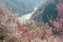 月ヶ瀬梅渓梅まつり&伊賀上野城下町お菓子街道食べ歩き旅 23214A