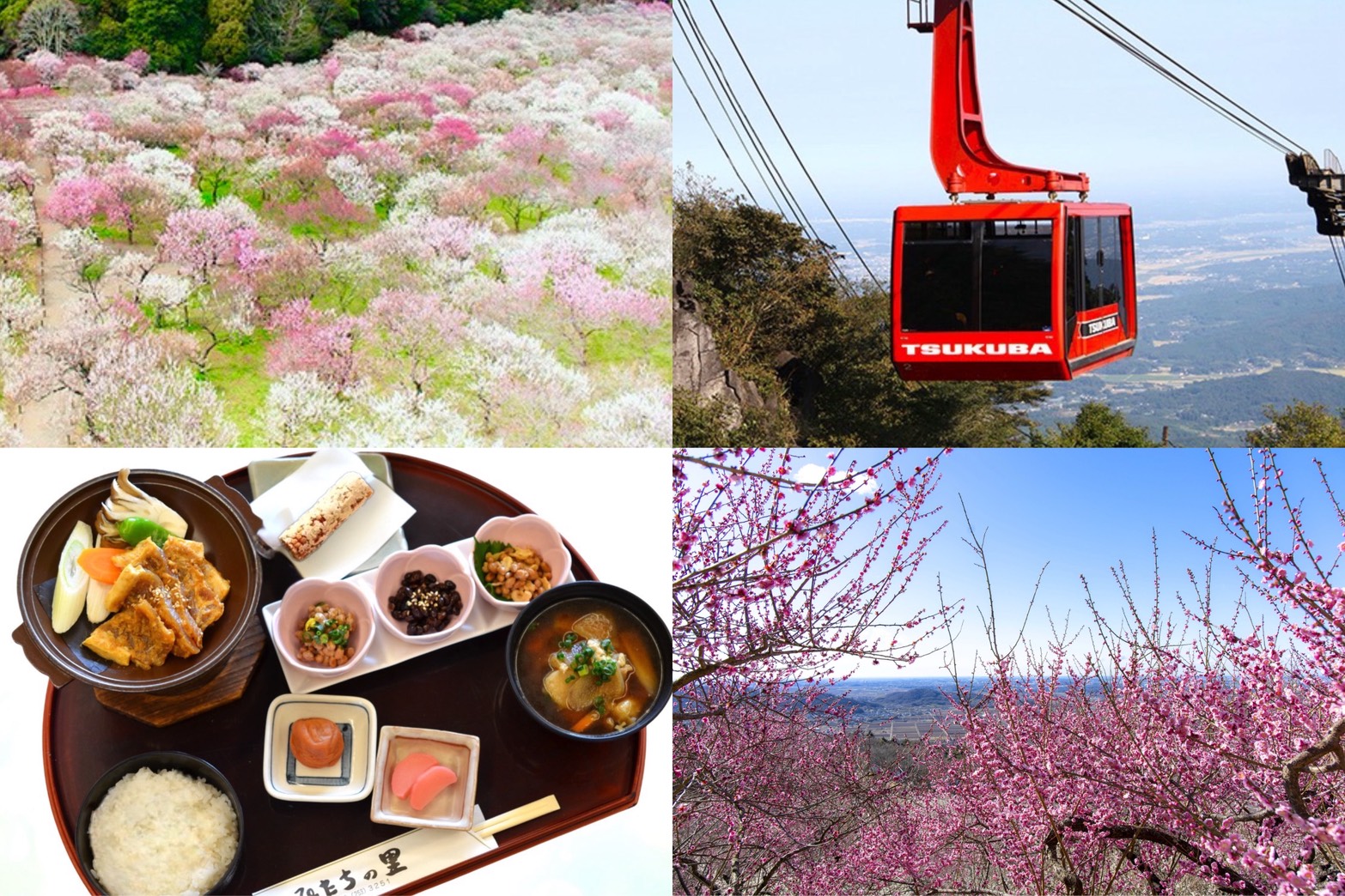 茨城うめぇ~旅!?日本三名園 偕楽園「水戸の梅まつり」×筑波山梅林「筑波山梅まつり」&新登場!「梅香膳」の昼食&空中散歩!開業60周年!筑波山ロープウェイ★