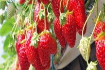 小泉八雲が愛した焼津観光ジャパンベリーいちご狩りJPNJIU90