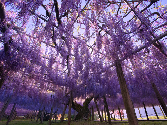 【博多発着】一度は行きたい！日本の最も美しい場所31選に選ばれた「河内藤園」と海と山に囲まれた港町「門司港レトロ」散策