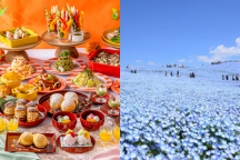 アオハルベストフルコース★「インターナショナルガーデンホテル成田」ランチビュッフェ＆青の奇跡！「国営ひたち海浜公園」約530万本のネモフィラ＆成田山新勝寺周辺散策