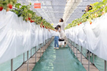 ＼いちご＆はちみつW食べ放題／旬のいちご狩り×団体限定！数種類のはちみつ食べ比べ＆はちみつに合うパンやヨーグルトも食べ放題◎世界に一つ！オリジナル玄米茶作り♪