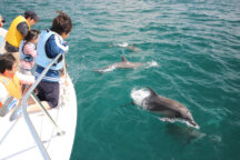 【博多発着】天草で野生のイルカをウォッチング♪＆海鮮ＢＢＱを堪能しよう！天草満喫日帰りツアー