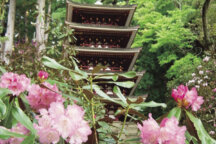 奈良の花めぐり　室生寺のシャクナゲと長谷寺のぼたん　24365A