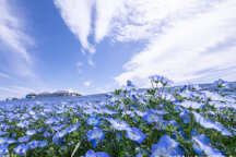 ＼春のトキメキ、見つけた。／心奪われる「青の絨毯」ネモフィラ祭り2026＆ワンランク上のホテルで贅沢ランチビュッフェ＆お財布のリミッター解除！りんくうアウトレットでお買い物🎶