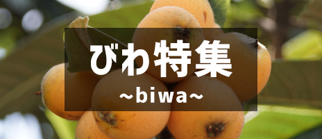 びわ特集