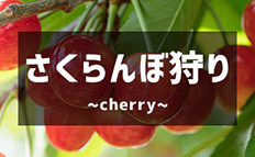 さくらんぼ狩り特集