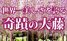 あしかがフラワーパーク