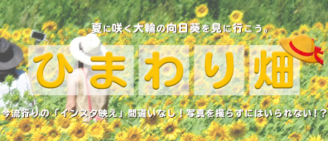 夏の代表花「ひまわり」を見に行こう♪