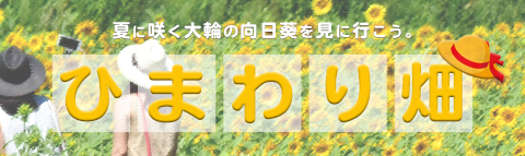  夏の代表花「ひまわり」を見に行こう♪