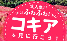 コキア特集