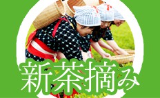 茶摘み特集