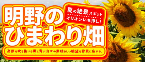 明野ひまわり